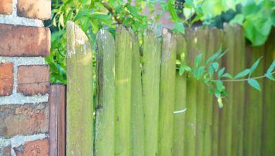 Green fence stains vanish with brilliant item - not vinegar or pressure washer