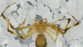 ¿Qué está pasando con las arañas del Yasuní?: encuentran a una especie con su órgano sexual volteado y otras con problemas en los ojos