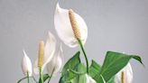 Only water your peace lily when a sign in the soil shows the plant is ready