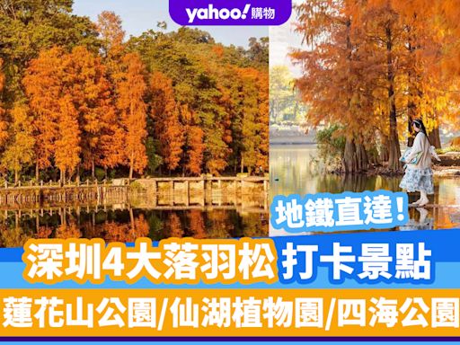 深圳好去處｜深圳4大落羽松打卡景點！地鐵直達 熱門蓮花山公園、仙湖植物園天空之鏡、四海公園人流最少、荔枝公園最具古典美