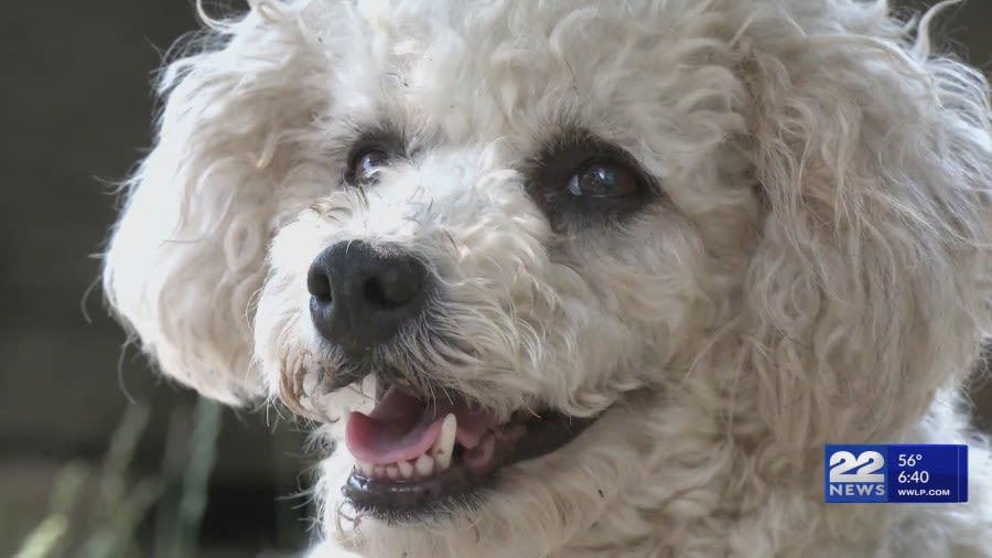 PetSmart in Westfield to hold grand opening