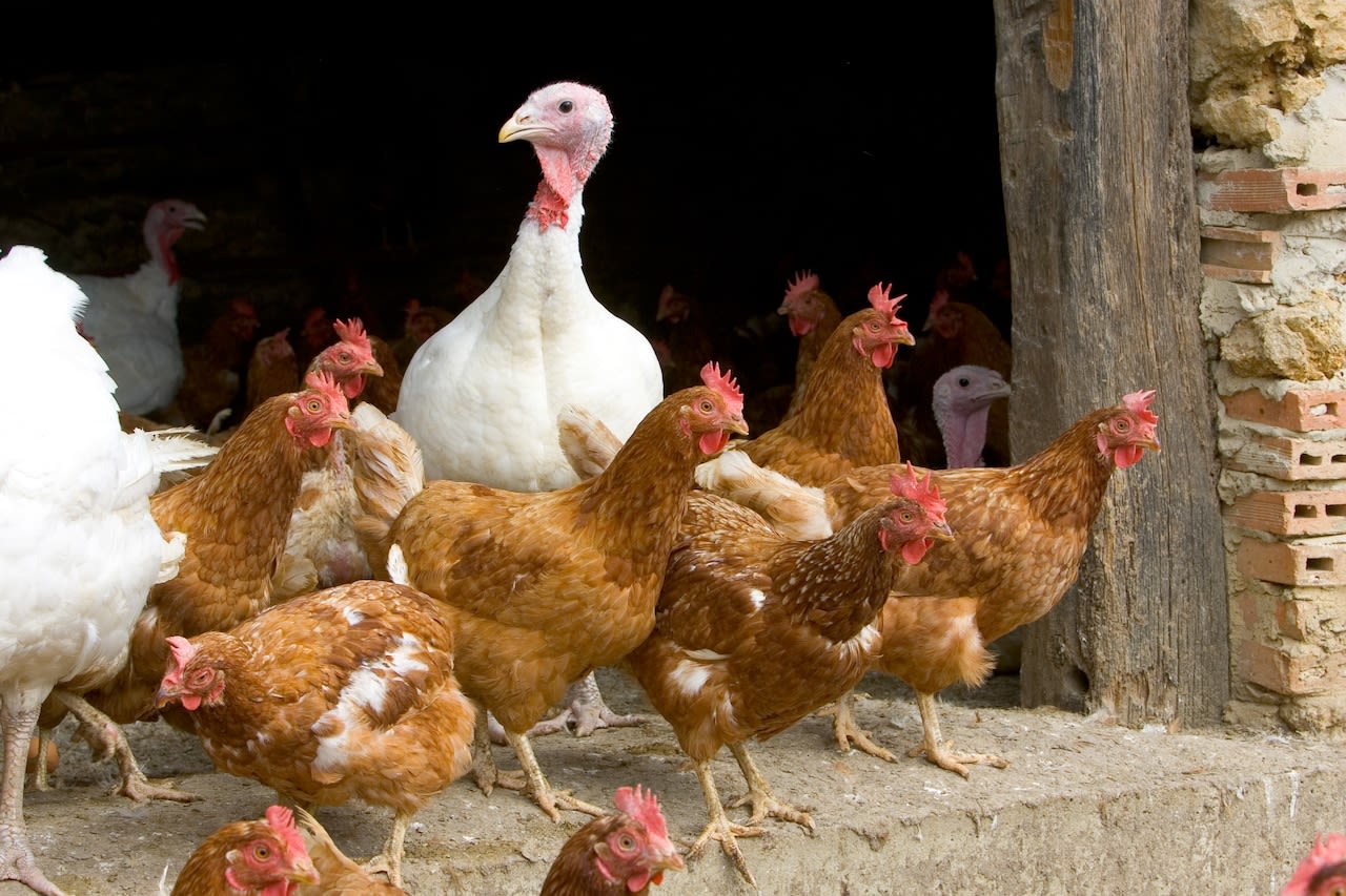 Penn researchers create avian flu vaccine using COVID shot technique