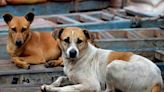 Pet Dogs Fight Knife-Wielding Attackers In UP To Protect Owners