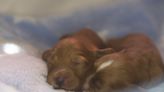 North Carolina Dog Rescue's Story of Saving Puppies From Mailbox Is a Tear-Jerker