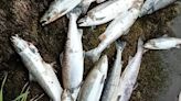 Concerns about massive numbers of dying salmon - news - Western People