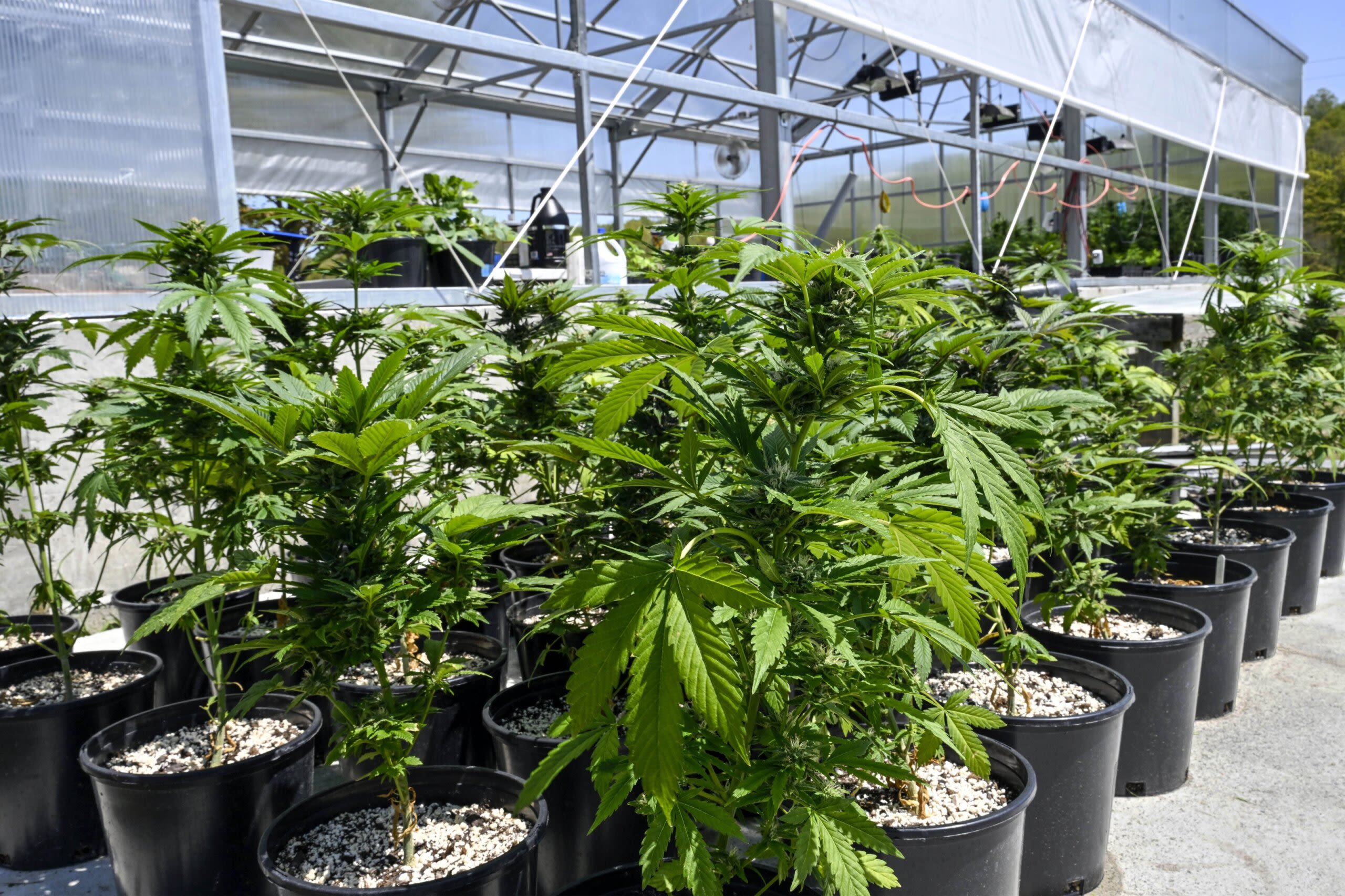 What marijuana reclassification means for the United States - WTOP News