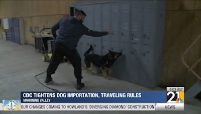 CDC tightens restrictions for importing and traveling dogs