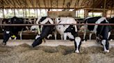 Iowa requests federal assistance as bird flu strikes 2nd dairy herd