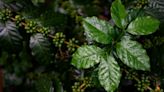 2 plants randomly mated up to 1 million years ago to give rise to one of the world's most popular drinks