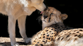 San Diego Zoo Reveals Their Cheetah’s Bestie Is a Golden Retriever Named Elvis