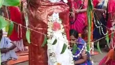 In West Bengal, Wedding Between Two Trees Conducted To Reduce Global Warming - News18