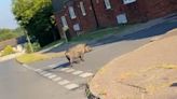 Pesky pigs terrorise Essex housing estate as woman knocked off bike