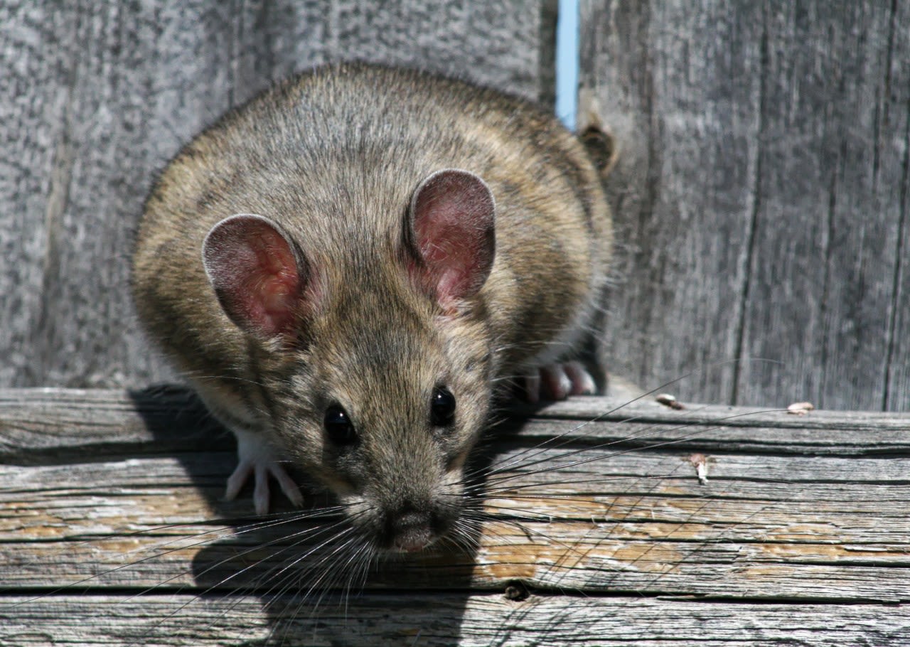 PA becomes one of several states to begin Allegheny woodrat repopulation initiative