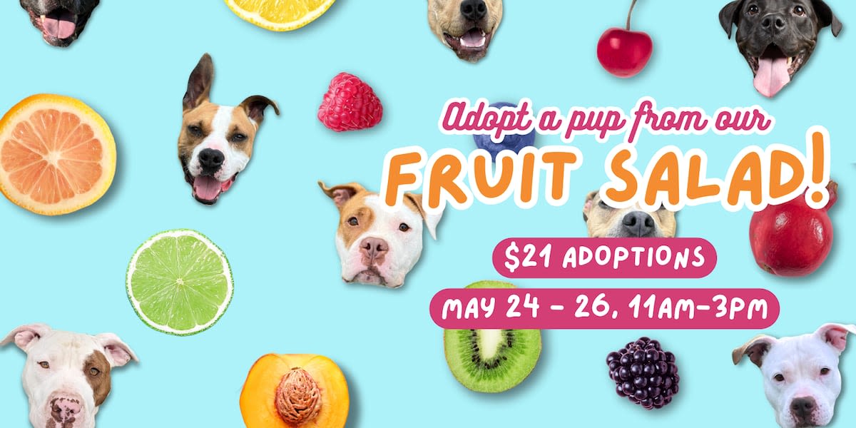 Cleveland kennel ‘very full’ with 120 dogs reduces adoption fee to $21 May 24-26
