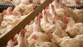 Oregon study warns of link between salmonella in newborns and backyard chicken flocks