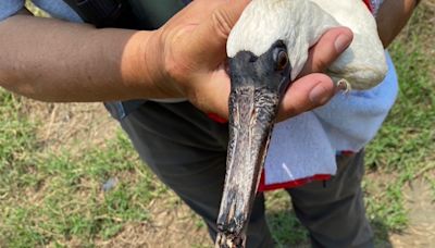 黑面琵鷺遭捕獸夾斷喙 生態保育人士搶救送醫