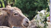 Miniature Donkeys Decked Out in Flowers Are This Year's Must-Have Wedding Guests