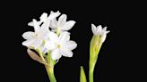 How to get paperwhite Narcissus, amaryllis to bloom