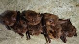 Endangered WNC bats: Wildlife commission seeks public input on plan to protect species