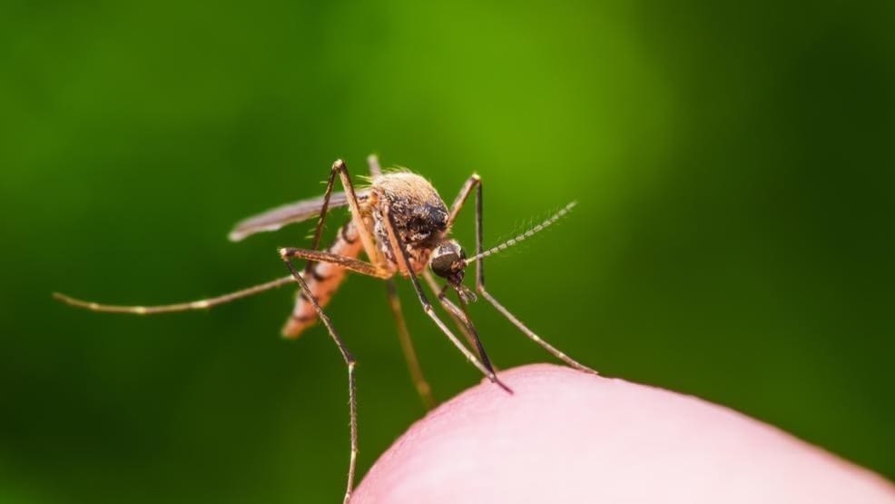Mosquitos in Canyon County Test Positive for West Nile Virus