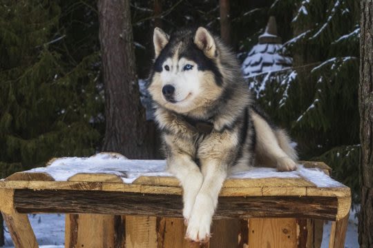 Wolf Dog Breeds: Hybrid, Wolf-Like Dogs for Lovers of Wolves