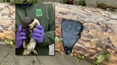 First birds covered in oil, now globs of black tar wash up on Oregon coast