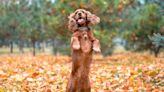 Spaniel Has Cutest Little Kangaroo Walk and His Joy Is Infectious