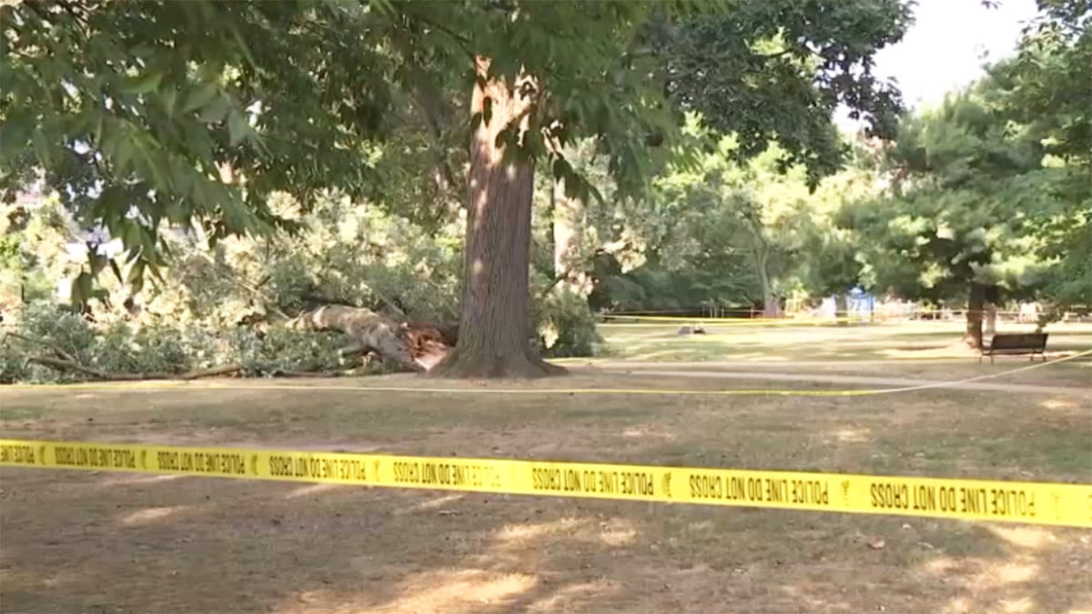 ‘We tried to help her': Woman killed by falling tree limb in park on Capitol Hill