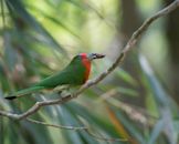 Red-bearded bee-eater