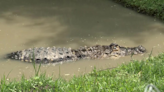 Video: Albert the Alligator moves into Texas rehabilitation facility