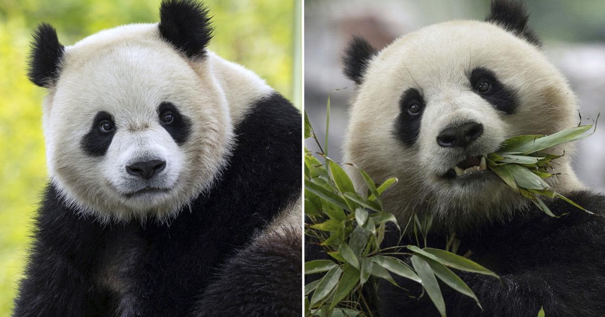 Pandas will return to Washington's National Zoo from China