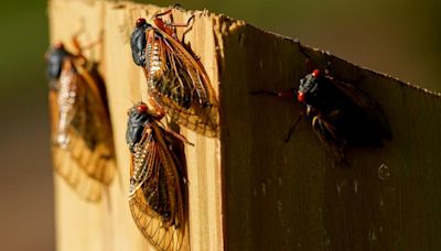 When will the cicadas die out in Virginia and North Carolina?