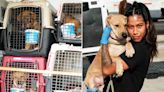 29 Formerly 'Traumatized' Rescue Dogs Get a 'Second Life' Thanks to Charity Flight (Exclusive)