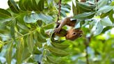 Secrets of the squirrels: How these tree-dwellers thrive on UA's campus | GARY COSBY JR.