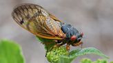 Cicada Double Brood: That's Not an Anthill, It's a Cicada Chimney