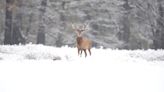Deer walk through snow in Richmond Park as London blanketed in snow