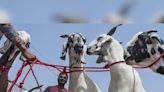 Jains pose as Muslims in Delhi, buy 124 goats to deter sacrifice on Bakrid