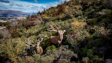 American Sportsmen Discover New Zealand’s Hunting And Fishing Paradise