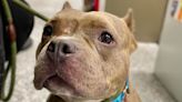 Pit Bull Looks 'Confused' After She Is Returned to Shelter to Restart Search for 'the Right Family'