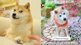 柴犬迷因始祖「Kabosu」離世 主人證實：牠已經安息│TVBS新聞網