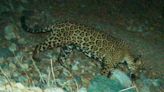 El viaje de un jaguar de EEUU a México alienta a ecologistas