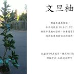 心栽花坊-文旦柚/8吋盆/110cm/嫁接苗/水果苗/柑橘類/售價700特價600