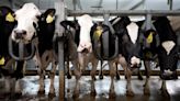 Scientists are testing mRNA vaccines to protect cows and people against bird flu