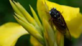 Rare blue-eyed cicada spotted during 2024 emergence at suburban Chicago arboretum