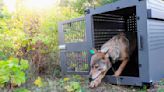 Remote Lake Superior island wolf numbers are stable but moose population declining, researchers say