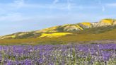 In letters to the editor: Beware of toxic plant ‘superbloom’ in SLO County | Opinion