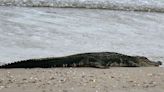 Massive Alligator Surprises Texas Beachgoers by Leaving Fresh Water to Sunbathe Oceanside