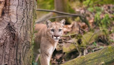 Trapped Mountain Lion Uses Acrobatic Skills to Help Rescuer Get Him Out of Spillway