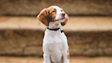 Dog Photographer's Gorgeous Photoshoot With Brittany Spaniel Is One for the Record Books