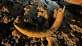 North Dakota coal miners lead paleontologists to mammoth fossil